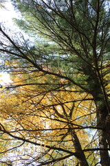 sunset in the forest