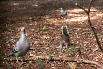 Squirrel with a pigeon