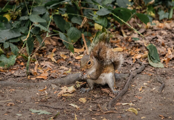 Squirrel eating on the ground