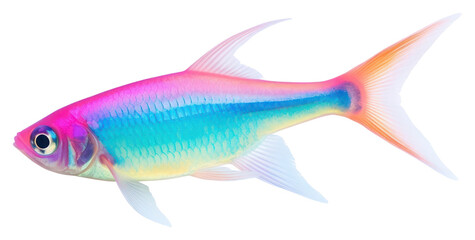Fototapeta premium PNG Neon tetra animal fish white background.