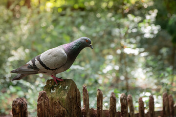Pigeon in a wooden railing