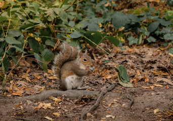 Squirrel eating on the ground