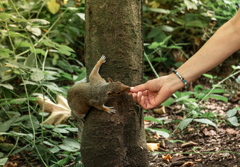 Squirrel in a tree eating from hand
