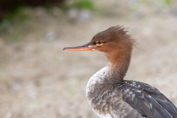 Close up of a red breasted merganser (mergus serrator)