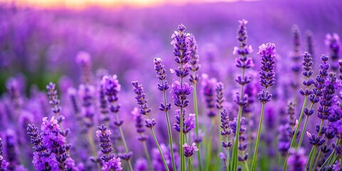 Naklejka premium tranquil, serene, fragrant, close-up, scenic, vibrant, landscape, macro, beauty, field, lavender, relaxation, plants, peaceful, A close up of a vibrant purple lavender field in full bloom