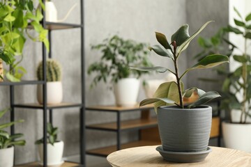 Beautiful houseplant on wooden table at home