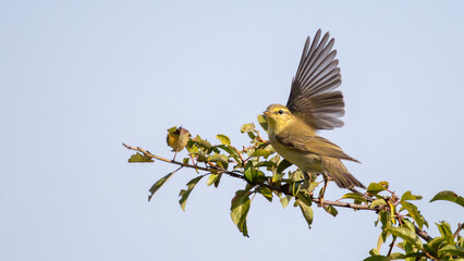 Willow wrabler - Phylloscopus trochilus