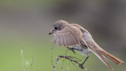 Red-backed shrike - Lanius collurio