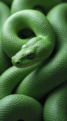 Obraz premium Year of the Snake 2025. New Year. Green Snake on the New Year Tree