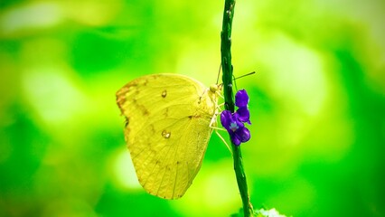 A butterfly perched on a yellow flower Butterfly Yellow wings with a pattern of black spots and black lines Flowers Yellow flowers with bright orange stamens Background 