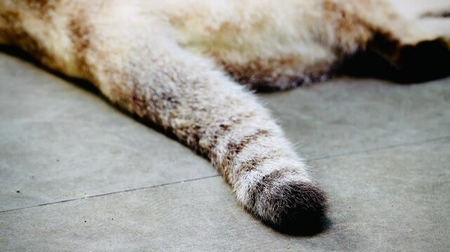 A cat's tail wagging to the cement ground