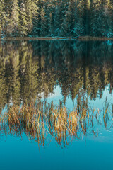 Grass on the Fiskelausbekken Pond of the Totenåsen Hills in fall.
