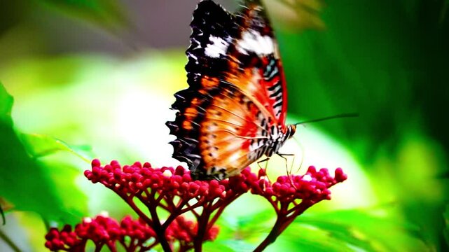 butterfly on flower