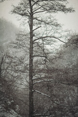 Winter scene in a forest. winter season, which appeared after a snowfall. Winter has come. First snow frost. Morning walk, snow, ice, forest.