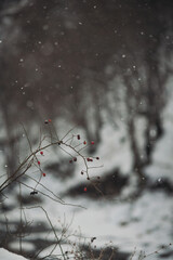 Berries in the snow. The first winter snow on the leaves. Red berries under the snow. Snowing landscape in the park. rose hips on the branches
