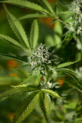 Legal Cannabis Farm Buds in Flower. Mature cannabis plant.