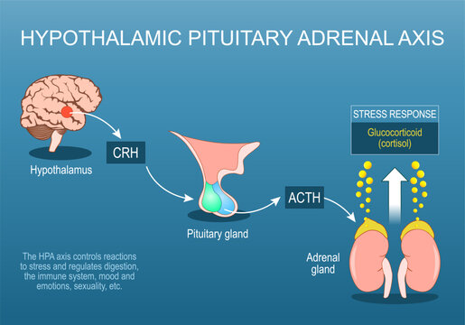 Hypothalamic pituitary adrenal axis. HPA axis. Stress response. Fight or flight.