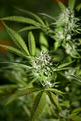 Legal Cannabis Farm Buds in Flower. Mature cannabis plant.