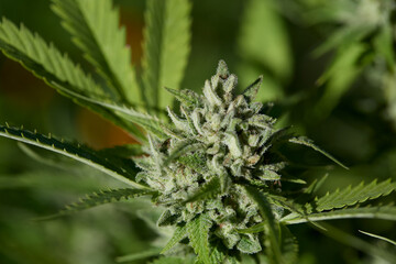 Legal Cannabis Farm Buds in Flower. Mature cannabis plant.