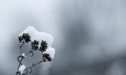 A dried plant covered with snow