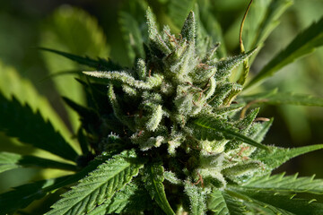 Legal Cannabis Farm Buds in Flower. Mature cannabis plant.
