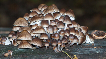 mushrooms in the forest