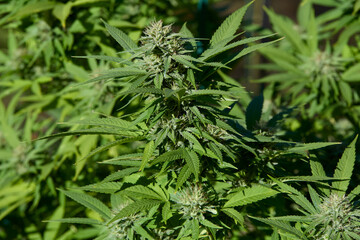 Legal Cannabis Farm Buds in Flower