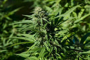 Legal Cannabis Farm Buds in Flower. Mature cannabis plant.
