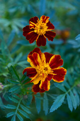 Red and Yellow Marigold Flowers. Close-up photograph.