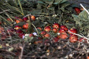 apples fallen on the ground