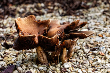 mushrooms in gravel, pea shingle