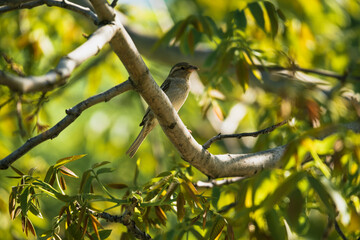 photograph of a sparrow perched on a tree branch