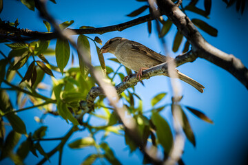 photograph of a sparrow perched on a tree branch