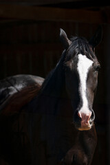 portrait of a black horse in the black background