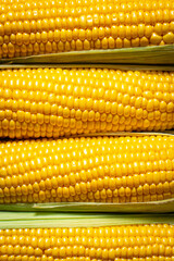 Close-up of fresh corn cobs. Bright yellow kernels wrapped in leaves. A background of ripe cobs is perfect for culinary or agricultural themes.