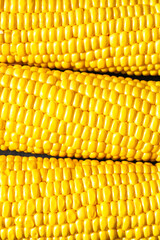 Close-up of fresh corn cobs. Bright yellow kernels wrapped in leaves. A background of ripe cobs is perfect for culinary or agricultural themes.