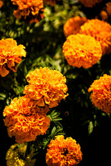 Bright orange marigolds in close-up with green foliage in the background. These flowers stand out with their rich texture and color.