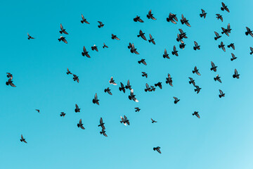 A flock of birds flying against a clear blue sky. This image conveys a sense of freedom and nature. Suitable for wildlife, freedom, and travel-related projects.