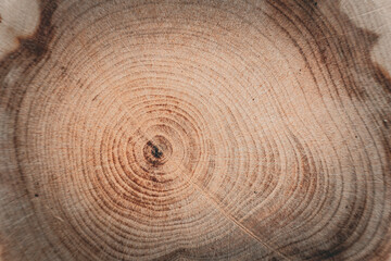 Naklejka premium A tree slice with visible rings showing the age of the tree. Wood texture with a natural pattern. Suitable for use in ecological projects, illustrations, and design.