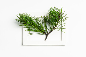 A close-up of two pine branches placed inside a simple white frame, highlighting the natural beauty and vibrant green color of the pine needles against a clean, minimalistic background.