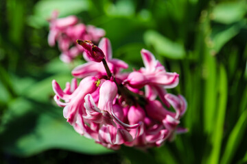 Plants from the home garden.