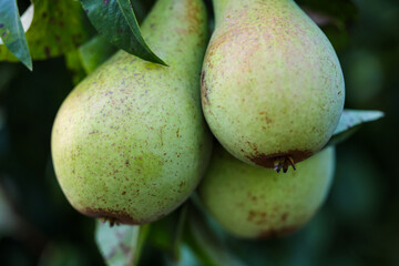 Plants from the home garden.