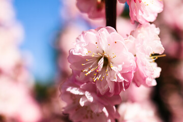Plants from the home garden.