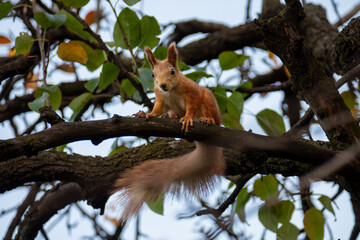 A cute fluffy squirrel sits on a branch of a fruit tree.
