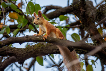 A cute fluffy squirrel sits on a branch of a fruit tree.