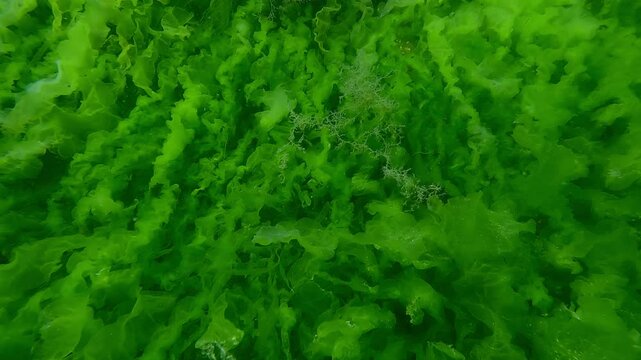 Close-up of continuous layer of vibrant green algae Sea Lettuce, Ulva in sun glare, slow motion forward over swaying Sea Lettuce leaves, Natural background