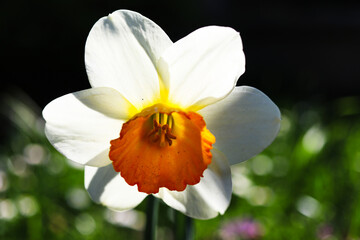 Fototapeta premium Plants from my garden.