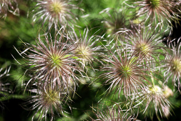 Plants from my garden.