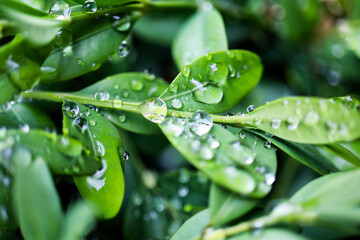 Plants from my garden.