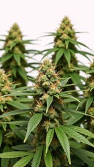 A bunch of marijuana plants arranged neatly on a pristine white background